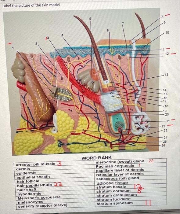 human skin diagram without labels