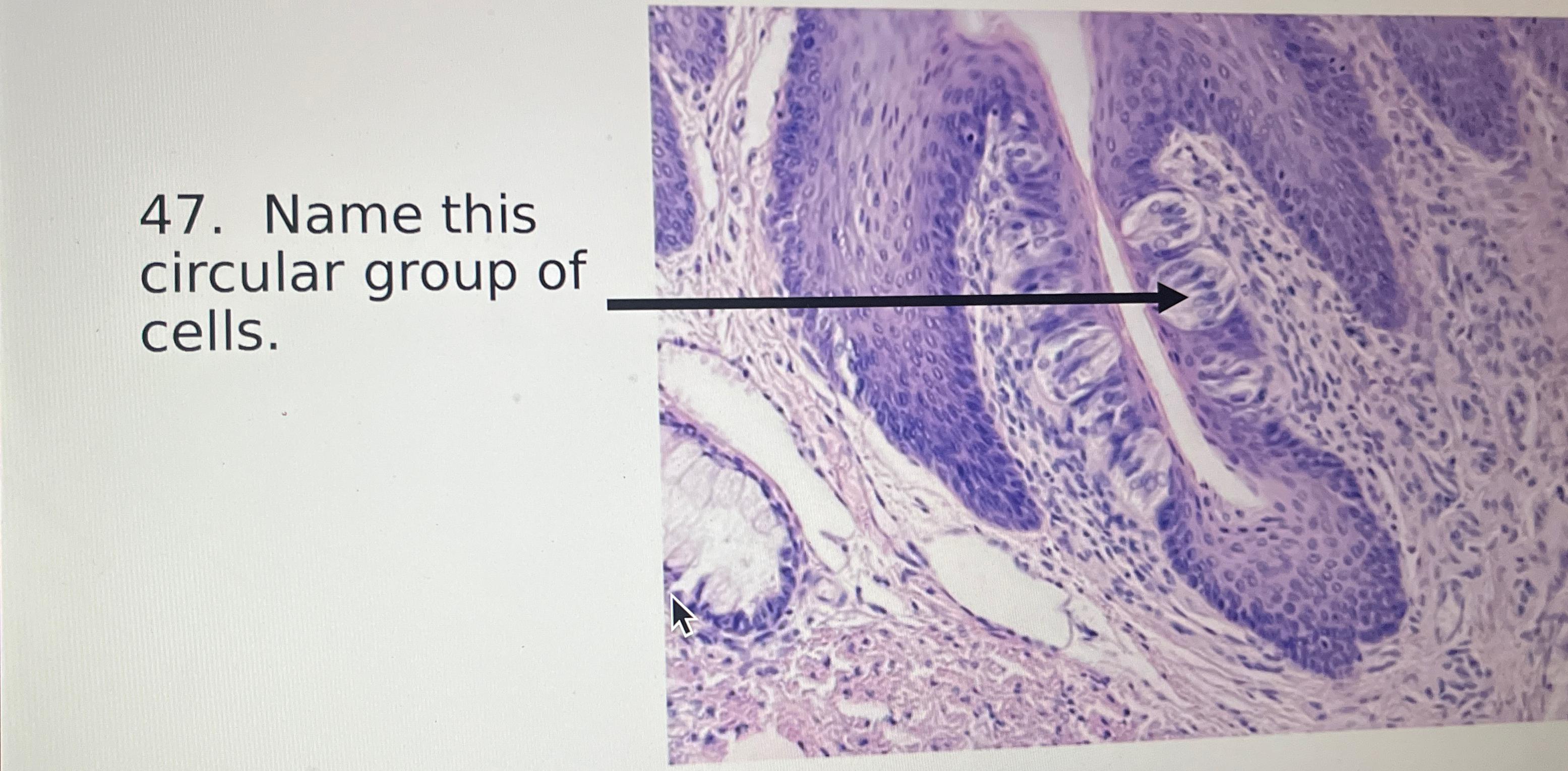 Solved Name this circular group of cells. | Chegg.com
