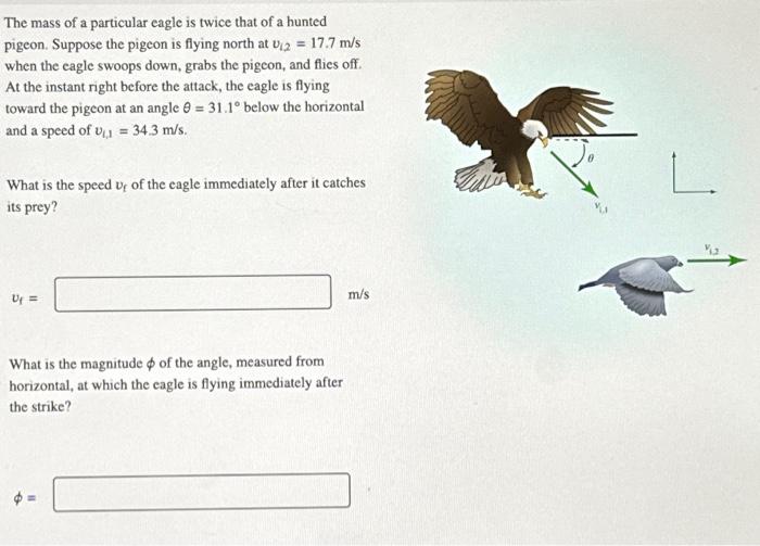 Solved The mass of a particular eagle is twice that of a | Chegg.com
