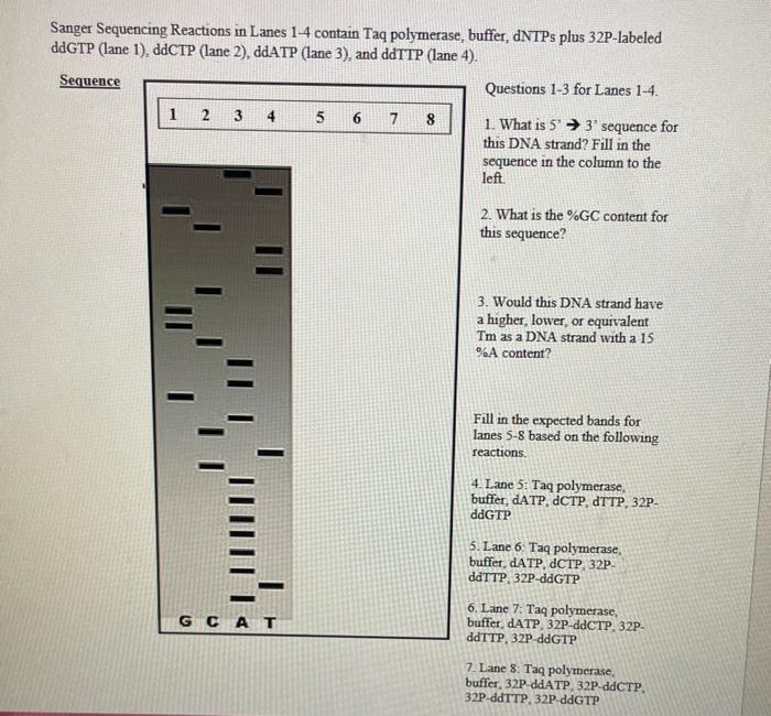 Sanger Sequencing Reactions in Lanes 1-4 contain Taq | Chegg.com