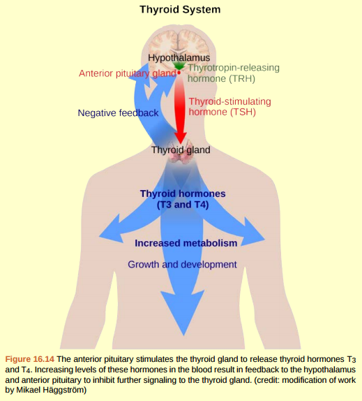 Solved Figure 16.14 Goiter, a disease caused by iodine deficiency