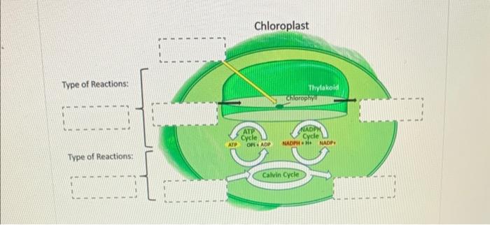 Solved Label key structures and processes in the chloroplast | Chegg.com