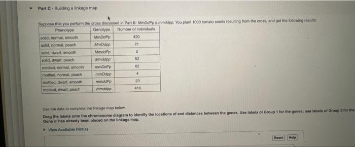 Part C-Building a linkage map
Suppose that you perform the cross discussed in Part B: MmDaPp x mmddpp. You plant 1000 tomato 