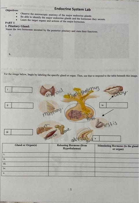 Solved Endocrine System Lab Objectives: • Observe The | Chegg.com