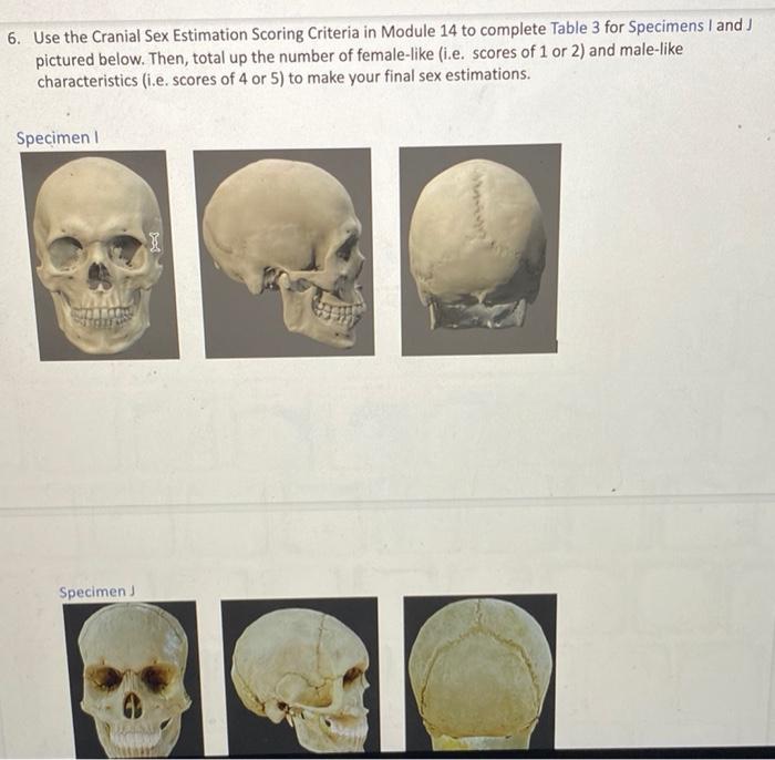 Solved 6 Use The Cranial Sex Estimation Scoring Criteria In 2897