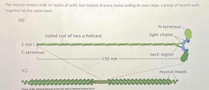 The myosin motors walk on tracks of actin, but | Chegg.com