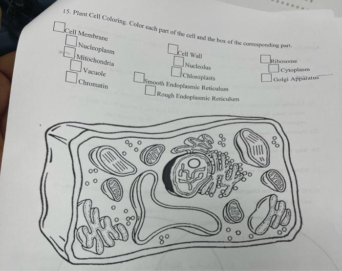 plant cell coloring