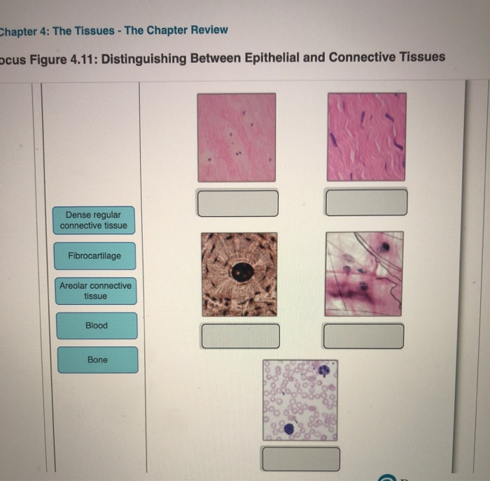 Solved Chapter 4: The Tissues - The Chapter Review ocus | Chegg.com