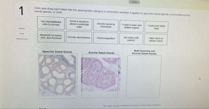 eccrine sweat glands on body