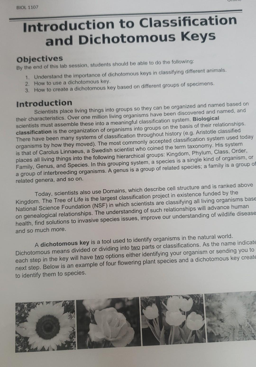 Solved Paragraph Styles The species for your dichotomous key | Chegg.com