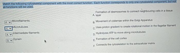 Solved FV В. Match the following cytoskeletal component with | Chegg.com