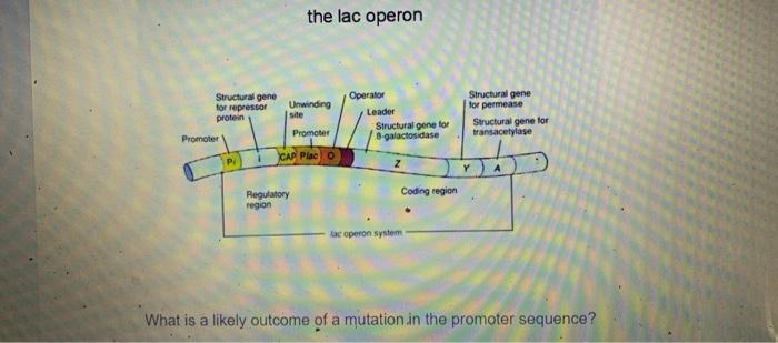 Solved the lac operon What is a likely outcome of a mutation | Chegg.com