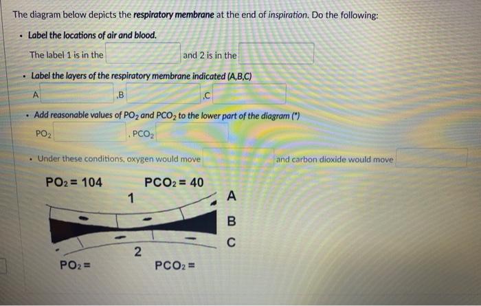 Solved The diagram below depicts the respiratory membrane at | Chegg.com
