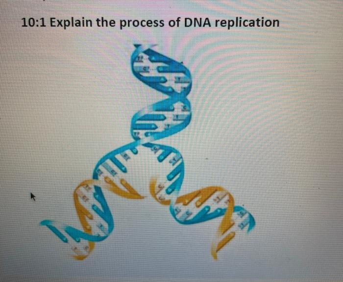 Solved 10:1 Explain the process of DNA replication | Chegg.com
