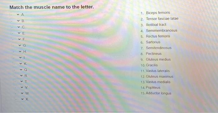 Solved Match the muscle name to the letter. A B. C. E F. G. | Chegg.com