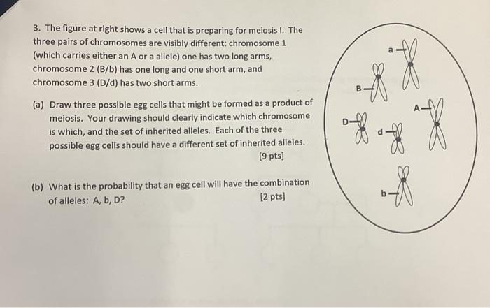 Solved The Cell At The Right Has Two Pairs Of Homologous Chegg Com