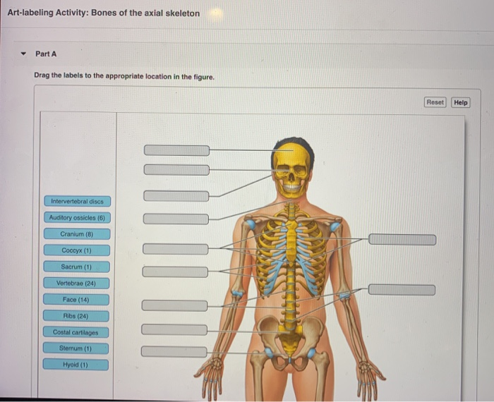 Solved Art Labeling Activity Bones Of The Axial Skeleton Chegg Com