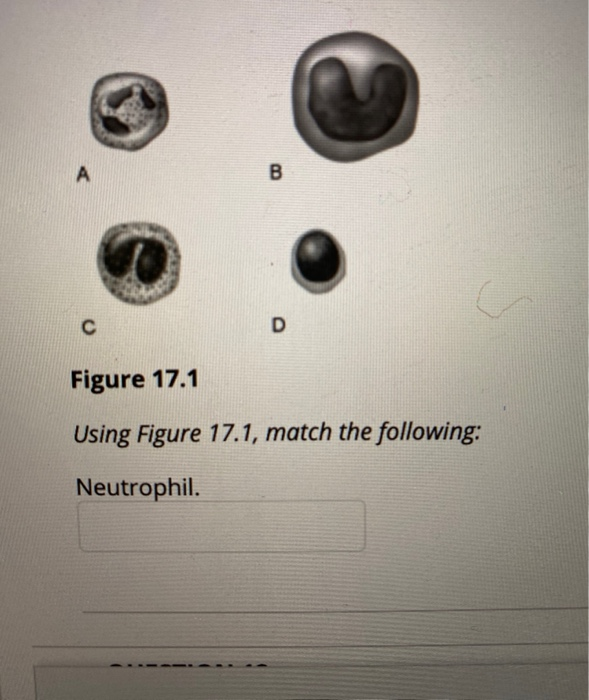 Solved A B С D Figure 17.2 Using Figure 17.2, Match The | Chegg.com