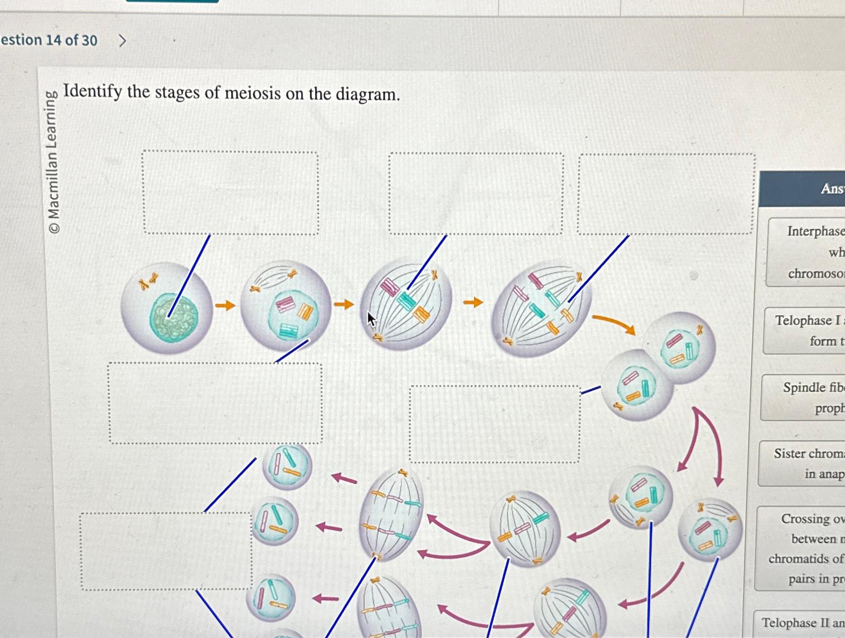 Solved estion 14 ﻿of 30?90 ﻿Identify the stages of meiosis Biology Diagrams
