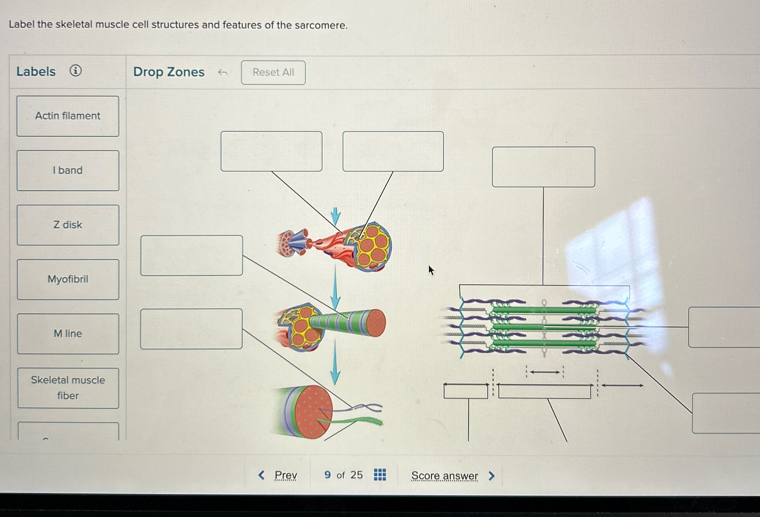 Solved Label the skeletal muscle cell structures and | Chegg.com