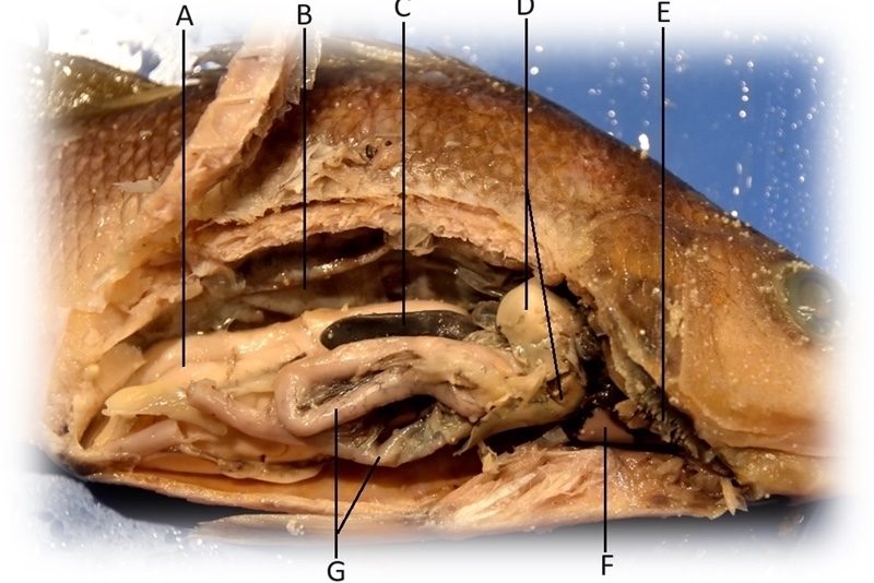 Solved Label the image and identify the organ system | Chegg.com