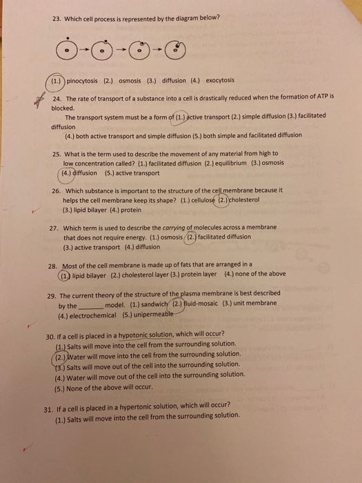 Solved 23 Which Cell Process Is Represented By The Diagram Chegg Com