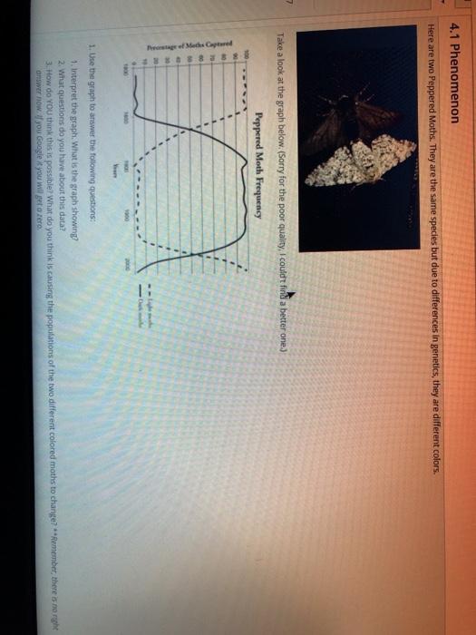 Solved 4.1 Phenomenon Here are two Peppered Moths. They are | Chegg.com