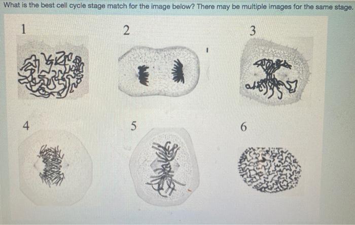 Solved What is the best cell cycle stage match for the image | Chegg.com