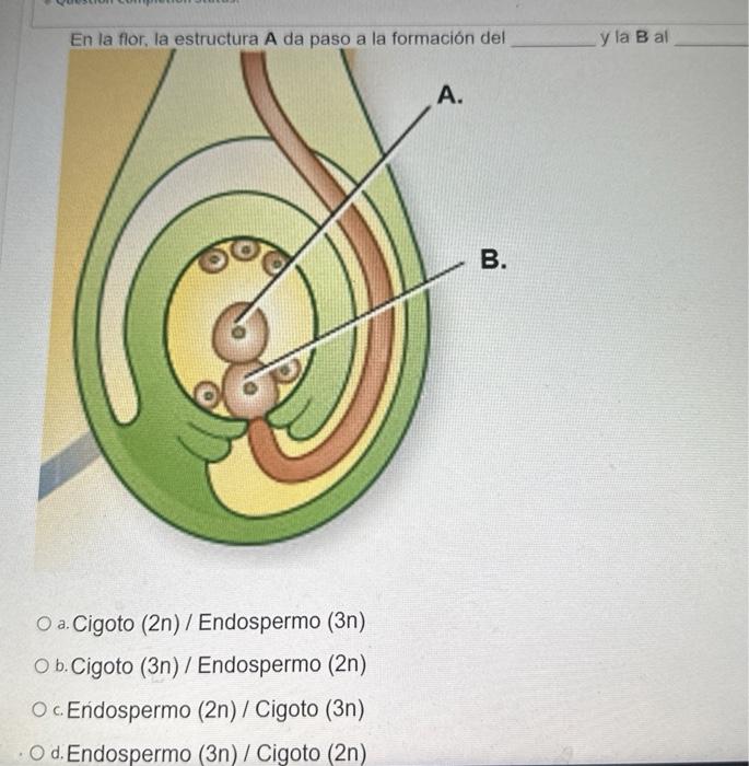 y la B al a. Cigoto (2n) / Endospermo (3n) b. Cigoto (3n) / Endospermo (2n) c. Eńdospermo (2n) / Cigoto (3n) d. Endospermo (3