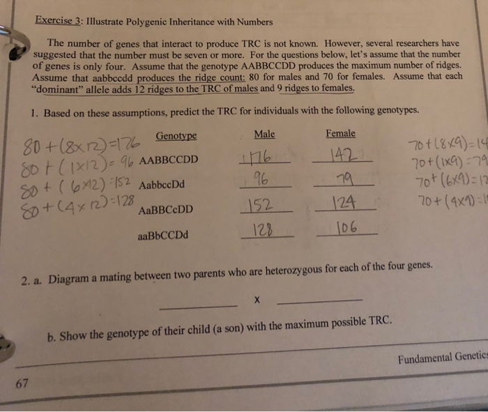 Solved Exercise 3: Illustrate Polygenic Inheritance With | Chegg.com