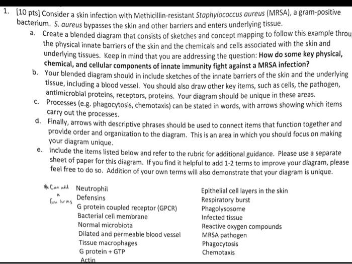 Solved [10 pts] Consider a skin infection with | Chegg.com