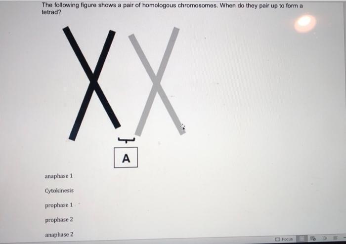 Solved The following figure shows a pair of homologous | Chegg.com