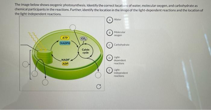 Solved The image below shows oxygenic photosynthesis. | Chegg.com