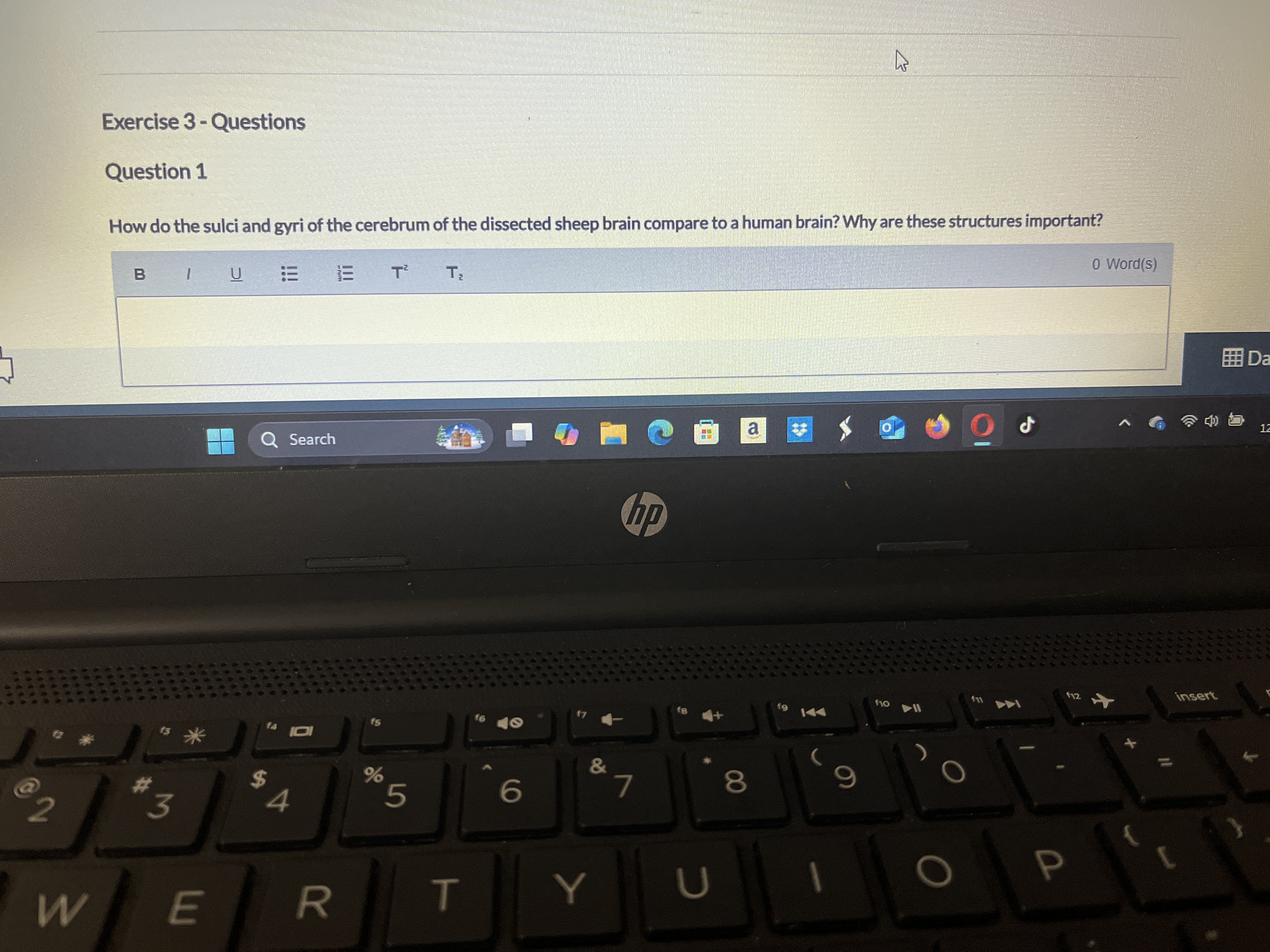 Solved Exercise 3 - ﻿QuestionsQuestion 1How do the sulci and | Chegg.com