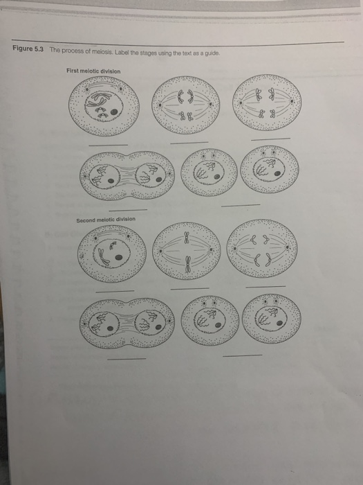 Solved Figure 5.1 The cell. 1p 1p 17 IDEILDODAblbl Figure | Chegg.com