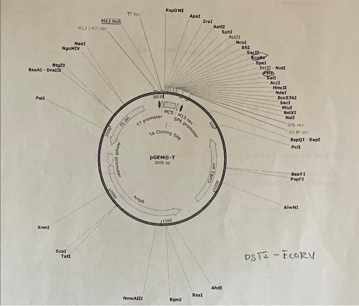 1. Look at the plasmid maps for both plasmids. Assume | Chegg.com