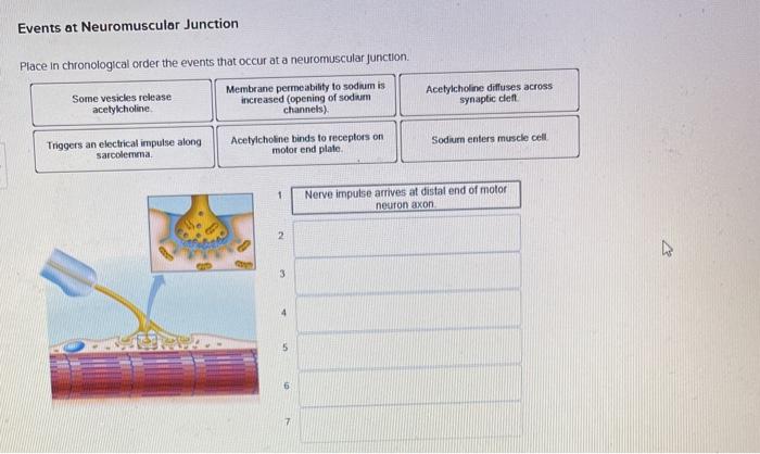 Solved Events at Neuromuscular Junction Place in | Chegg.com