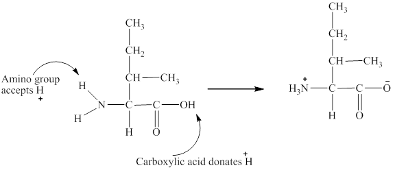 Solved: Draw The Ionized Form For Each Of The Following Amino A 