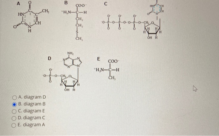 Solved QUESTION 26 Which figure shows one of the amino acids | Chegg.com