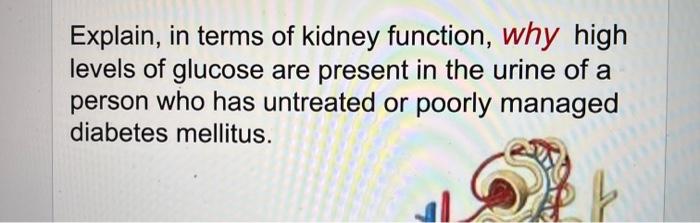 Solved A urinalysis can tell you A. if a person is | Chegg.com