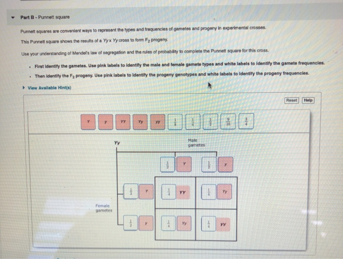 Solved Part C Using The Punnett Square To Make Predictions Chegg Com