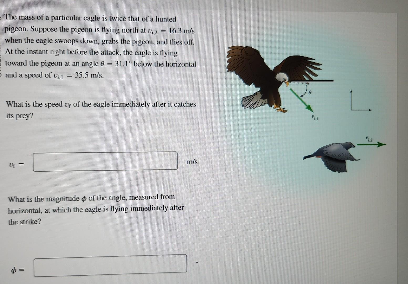 Solved The mass of a particular eagle is twice that of a | Chegg.com