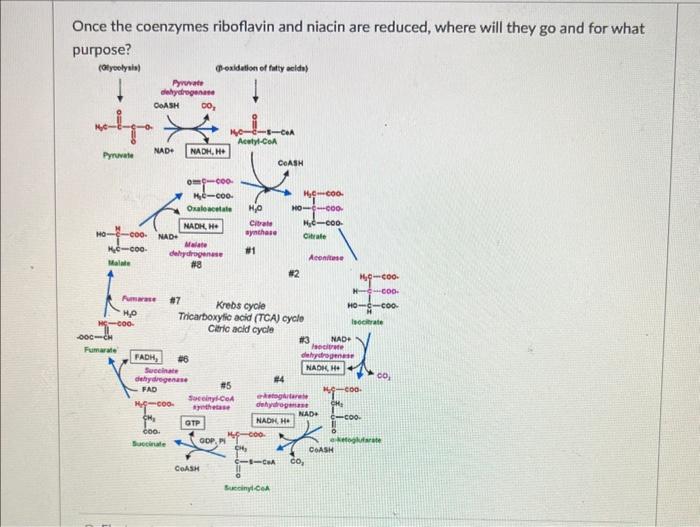 Solved Once the coenzymes riboflavin and niacin are reduced,