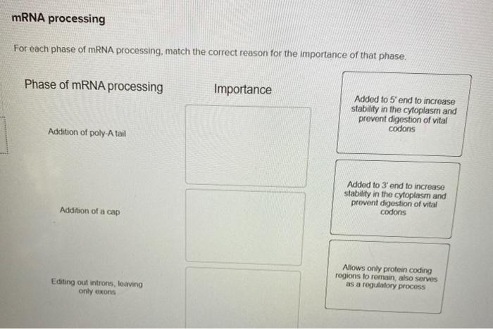 Solved mRNA processing For each phase of mRNA processing, | Chegg.com
