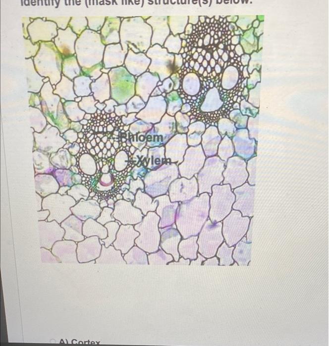 Solved Question 11 Identify the specimens growing on this