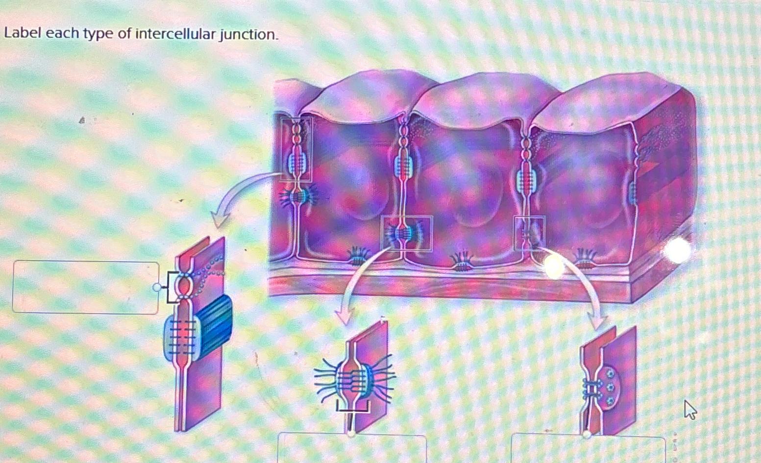 Solved Label each type of intercellular junction.