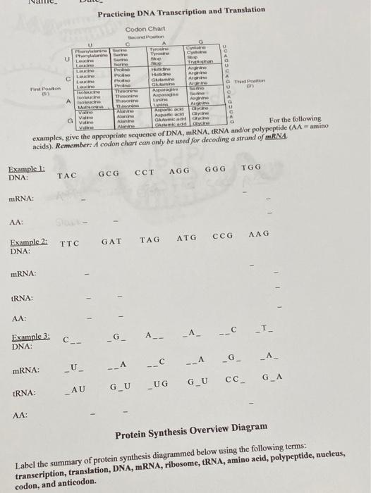 translation biology chart