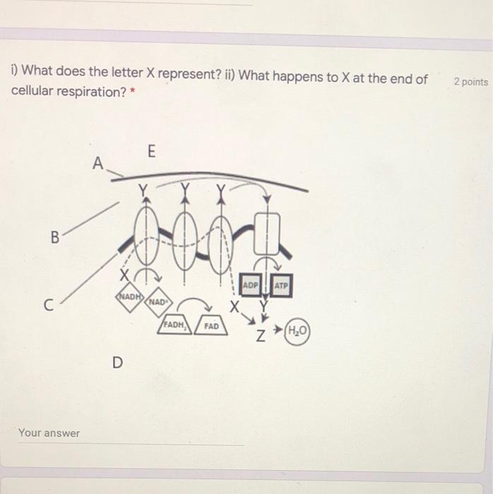 Solved i) What does the letter X represent? ii) What happens