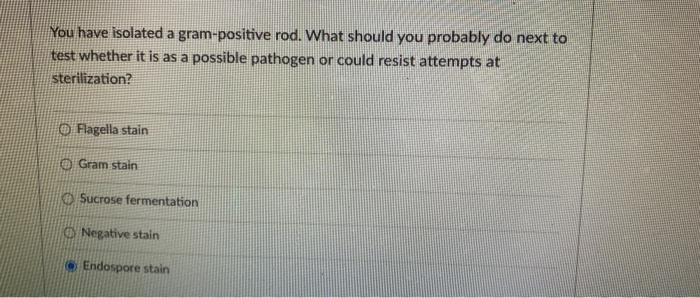 Solved You have isolated a gram-positive rod. What should | Chegg.com