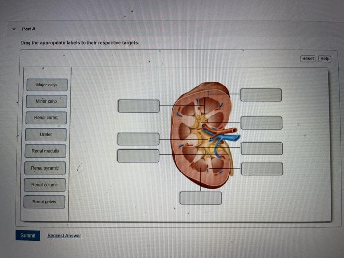 Solved Part A Drag the appropriate labels to their | Chegg.com